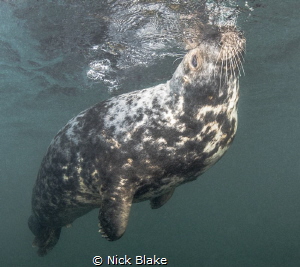 'Coming up for air'
Atlantic Grey Seal, Lundy Island, UK by Nick Blake 